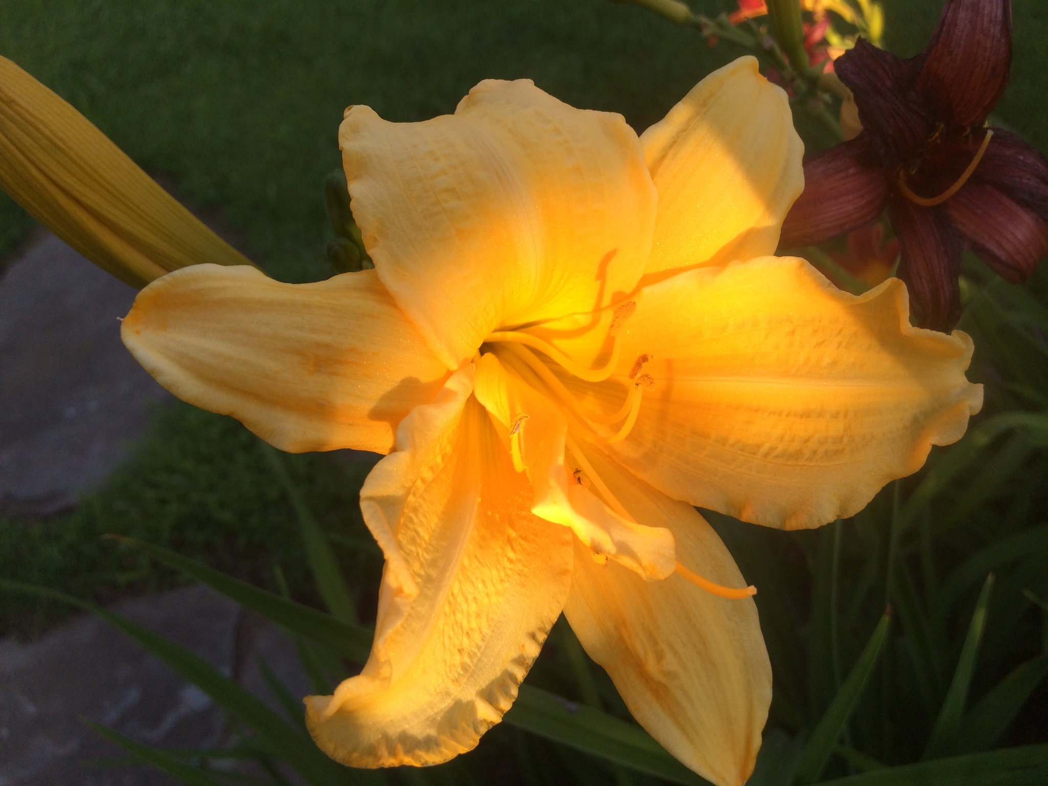 Gardenview Yellow Flower